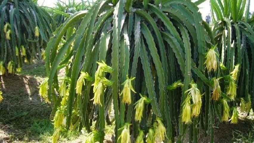 Pitaya.Pitahaya (Hylocereus hybridum) C-14 2