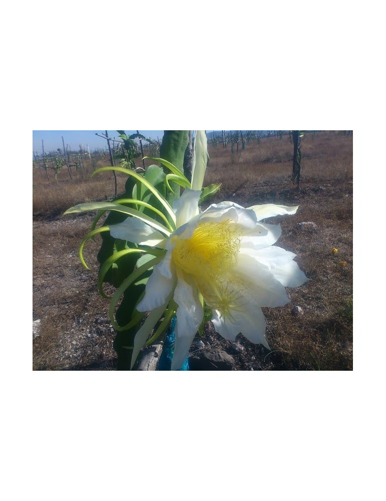 Pitaya.Pitahaya (Hylocereus hybridum) C-14