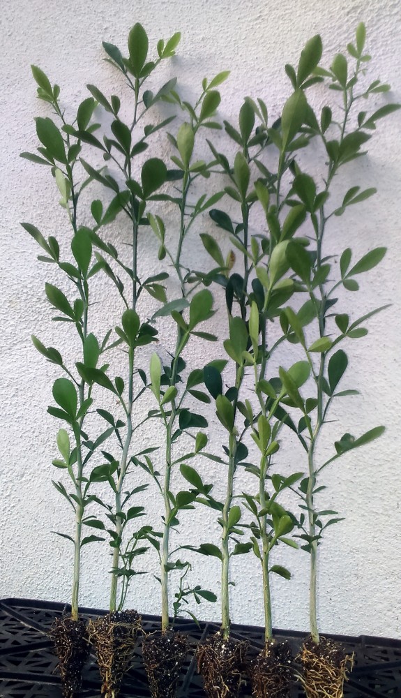 Citrus Carrizo Bf-200