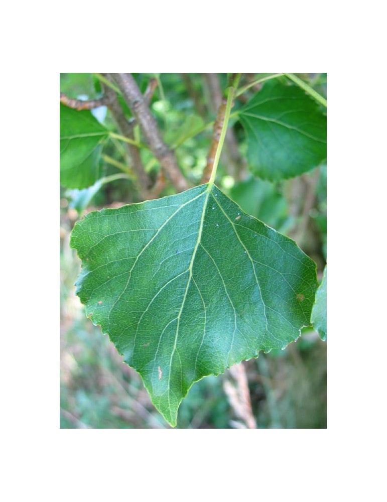 Chopo Negro (P.Nigra) Bf-300