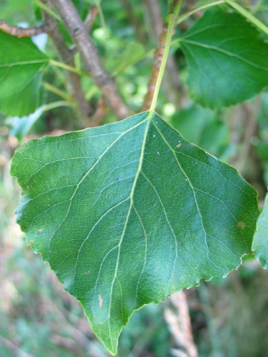 Chopo Negro (P.Nigra) Bf-300