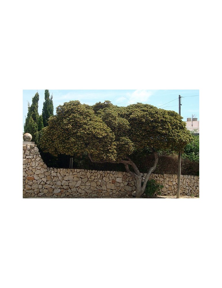Pittosporum Tobira C-30