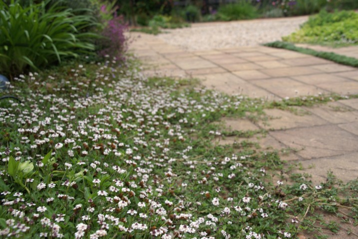 Lippia Nodiflora.Phyla. Bf-40 2
