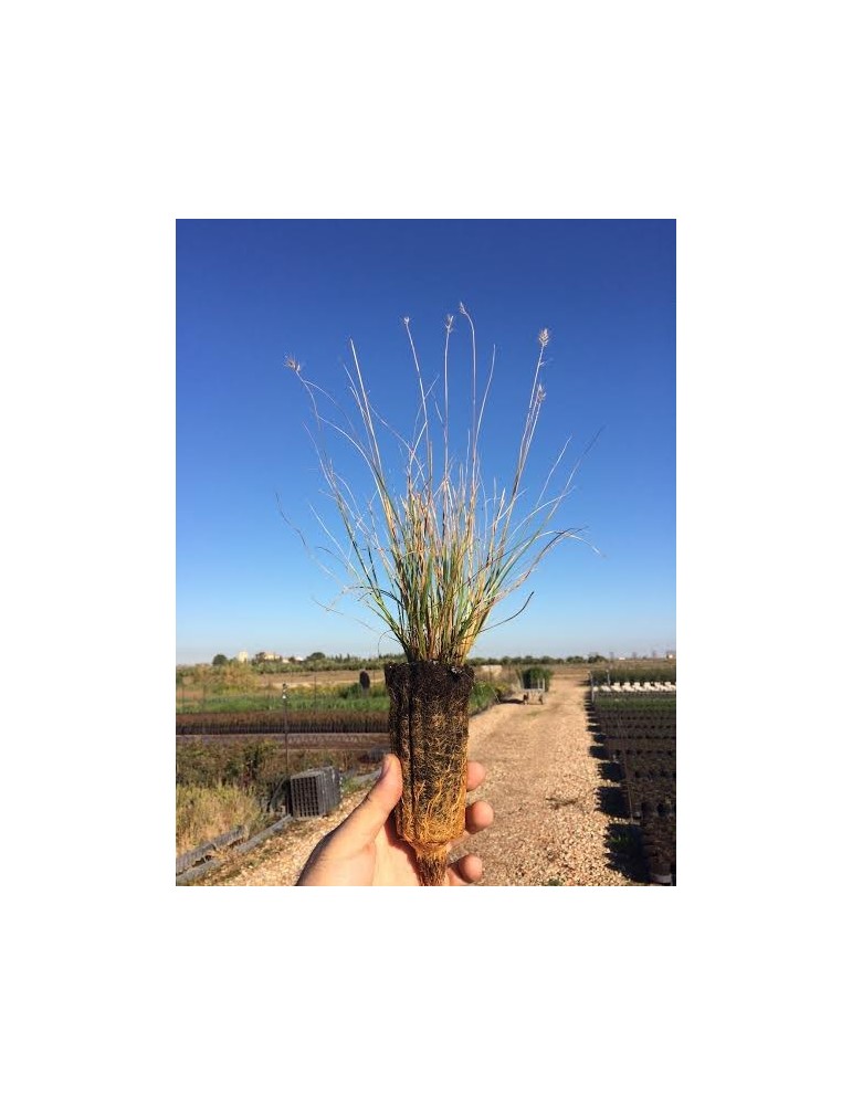 Pennisetum Alopecuroide Bf-40