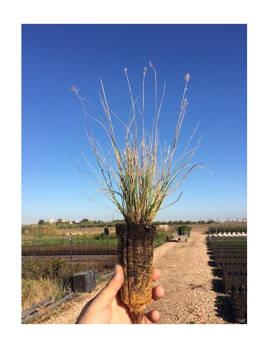 Pennisetum Alopecuroide Bf-40