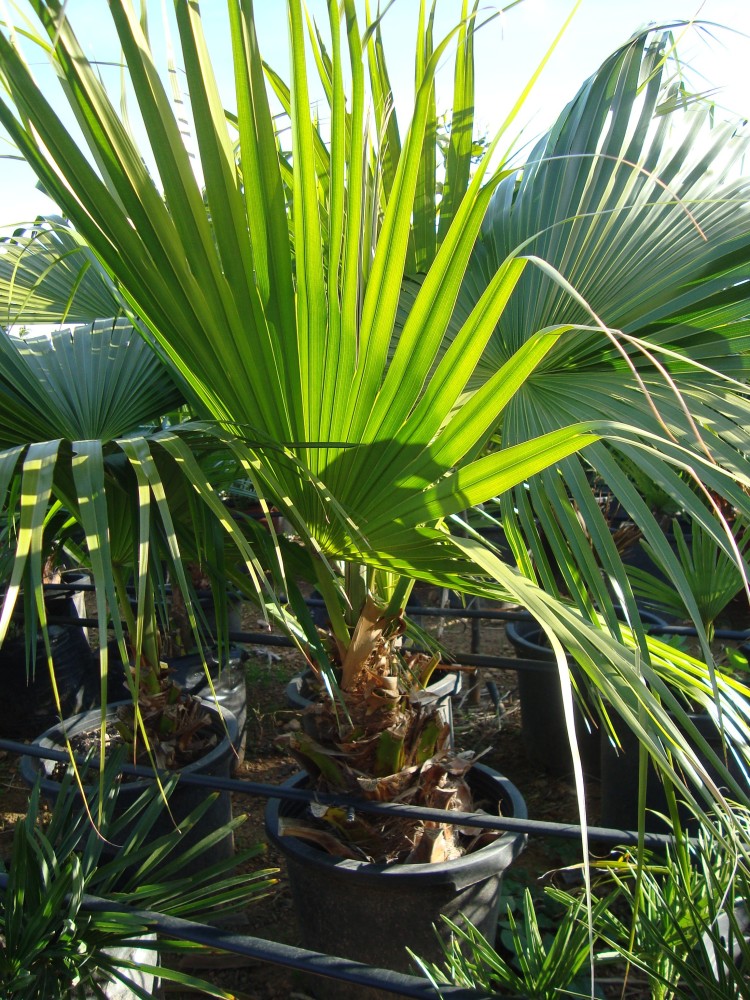 Livistonia Chinensis C-30a