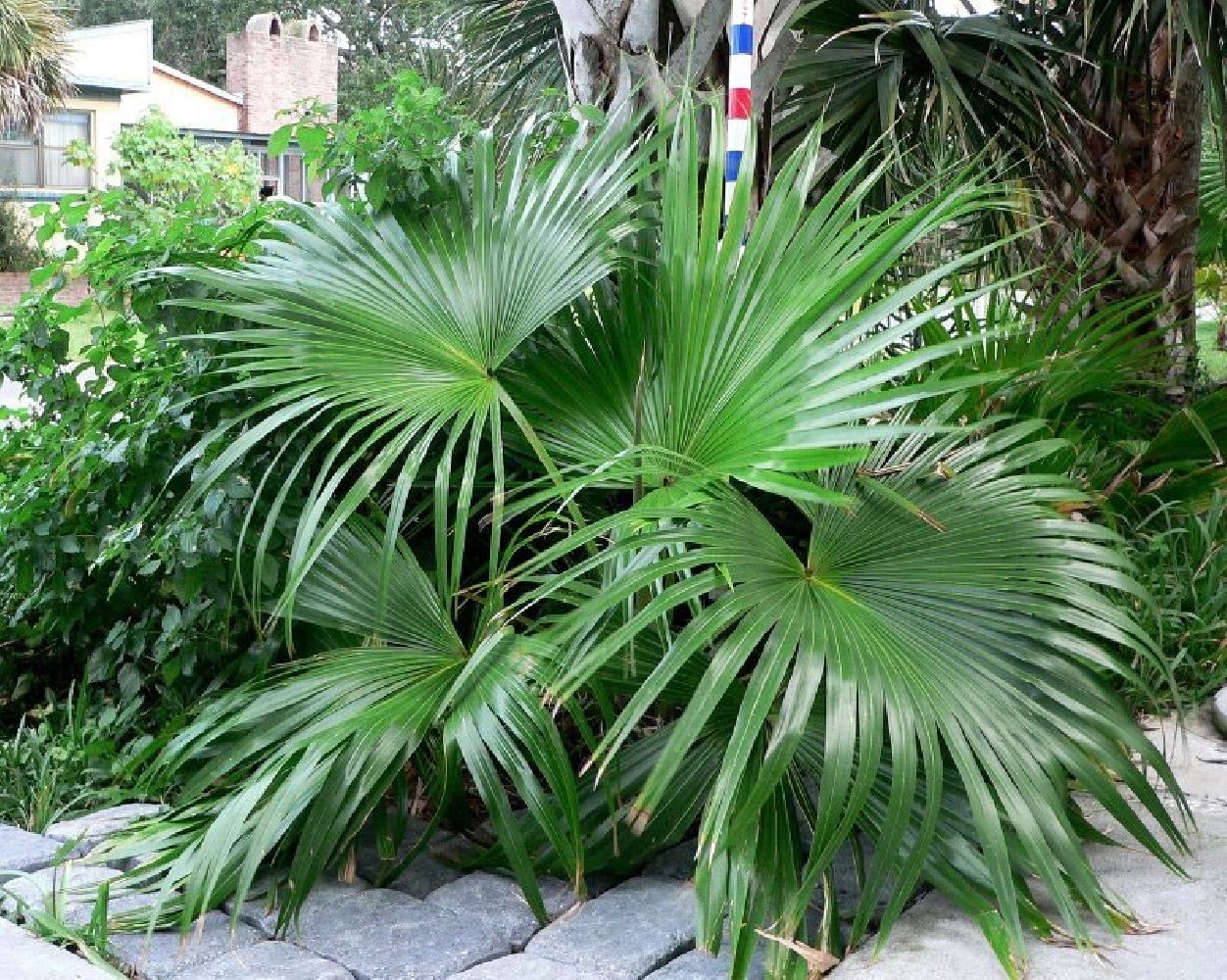 Livistonia Chinensis C-30a