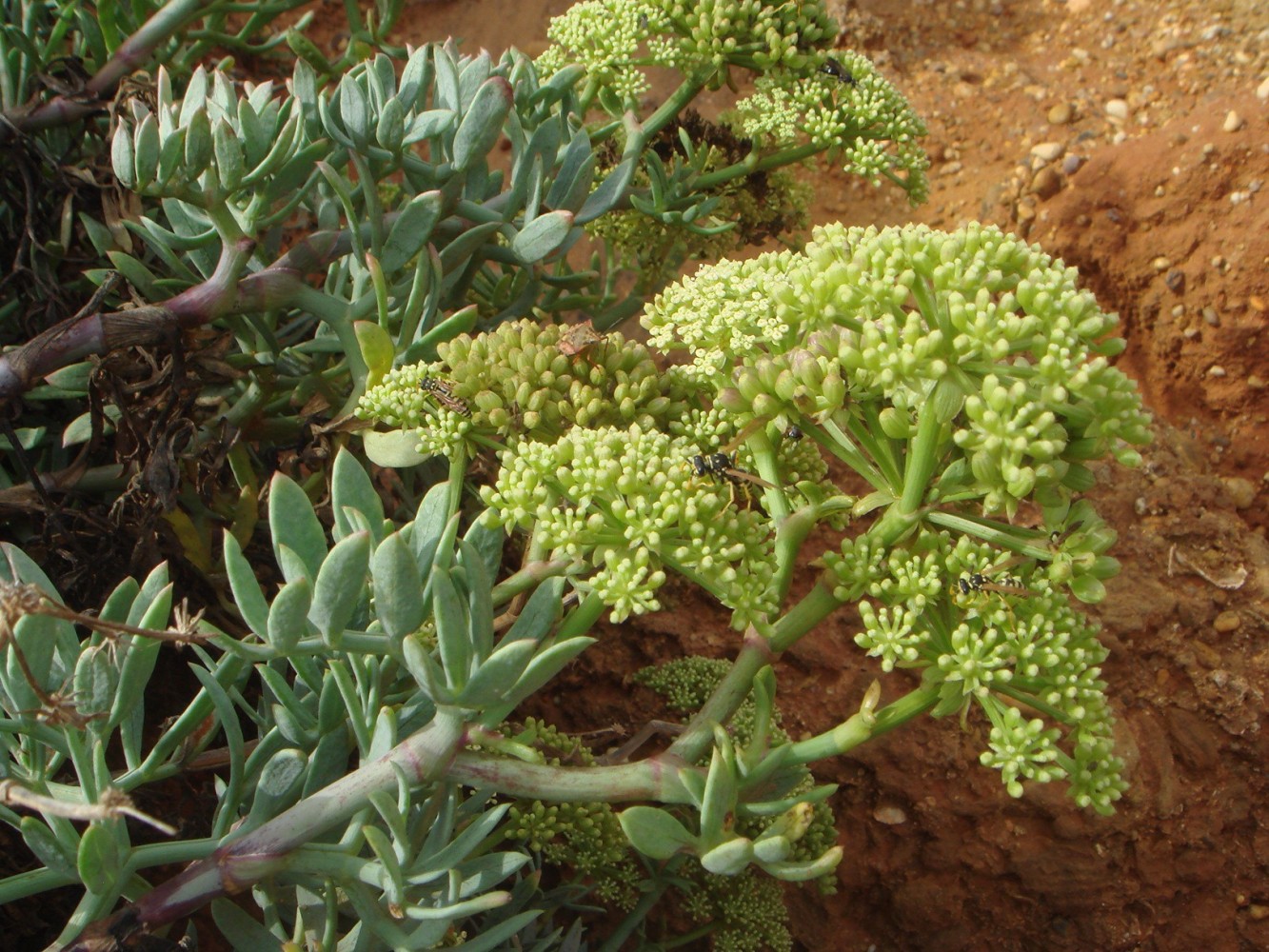 Hinojo marino.Crithmum Maritimum.Bf-40
