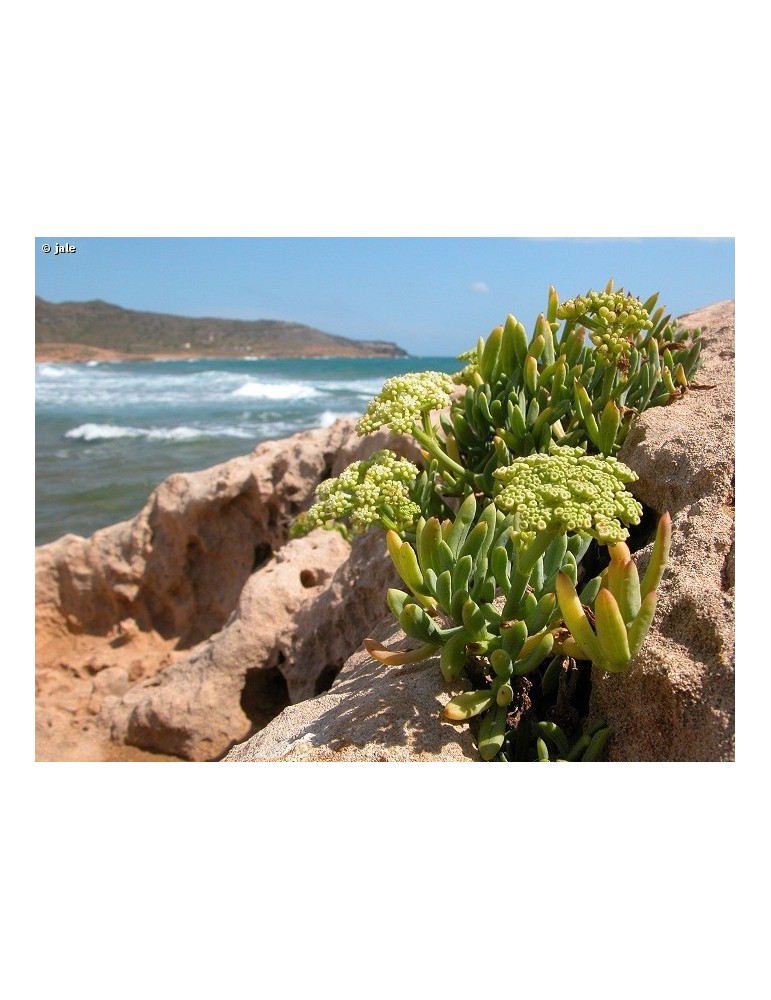 Hinojo marino.Crithmum Maritimum.Bf-40