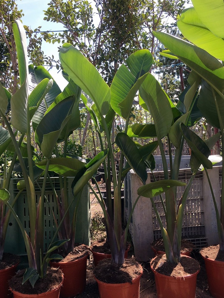 Strelitzia Nicolai C-25