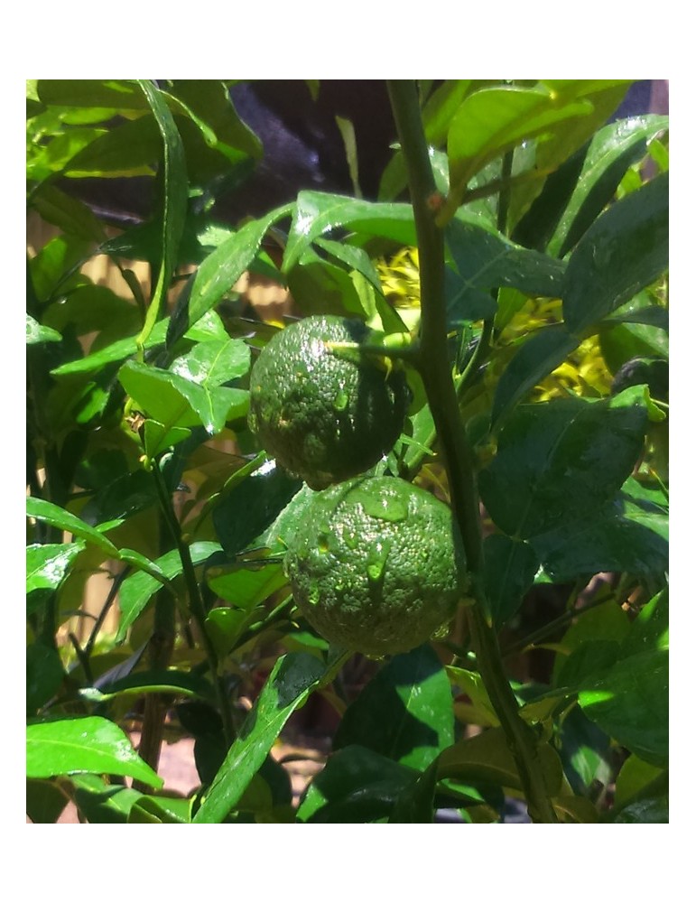Limonero Yuzu (Citrus Junos) C-14