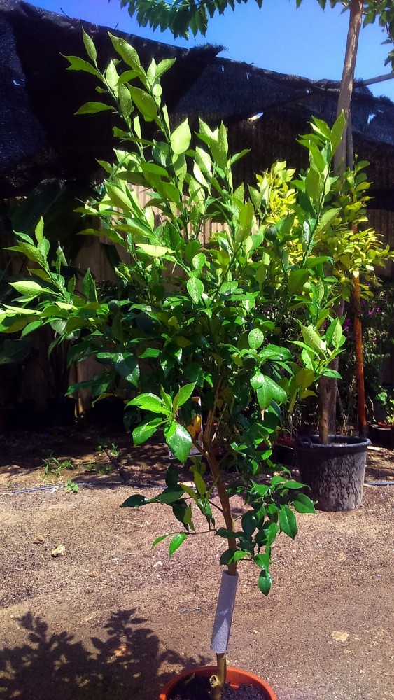 Limonero Yuzu (Citrus Junos) C-14
