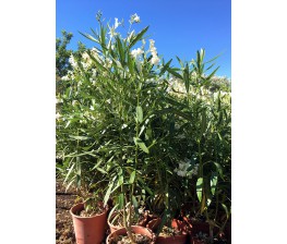 Adelfa.Nerium oleander C-30 (140/160)