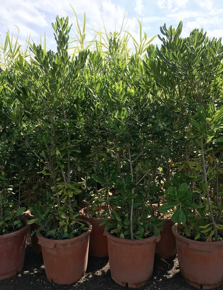 Pittosporum Tobira C-30