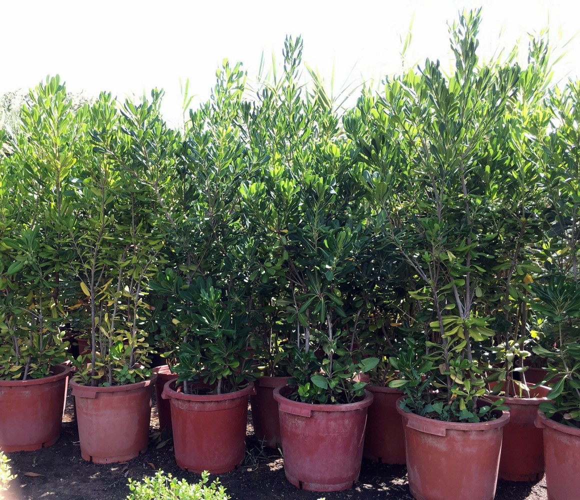 Pittosporum Tobira C-30