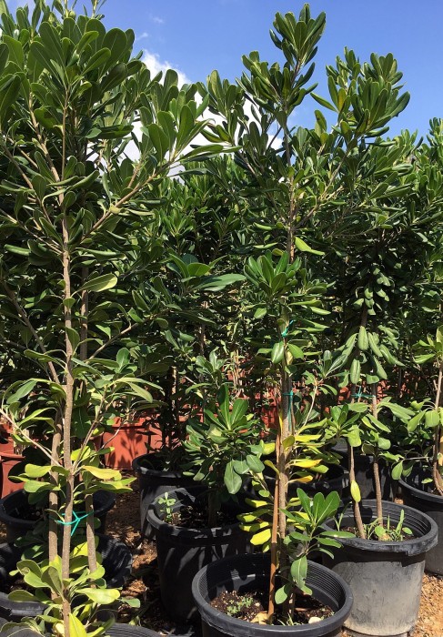 Pittosporum Tobira C-30