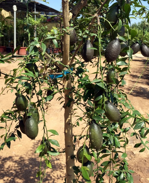 Limonero C. Caviar (Microcitrus australasica) C-30