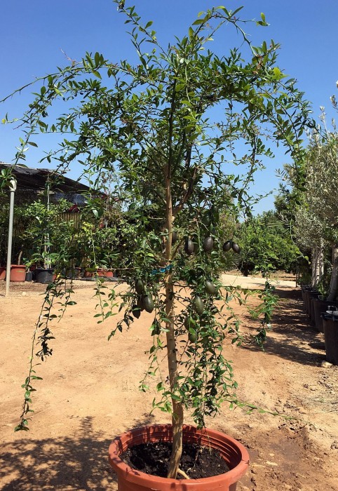 Limonero C. Caviar (Microcitrus australasica) C-30