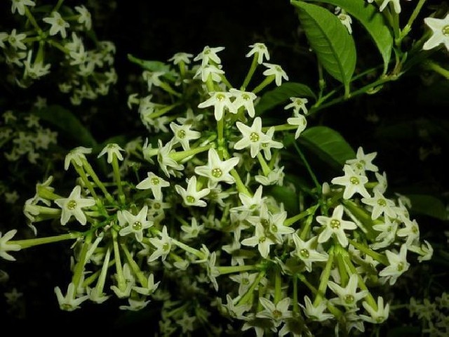 Dama de Noche.Cestrum Nocturnum.C-20 2