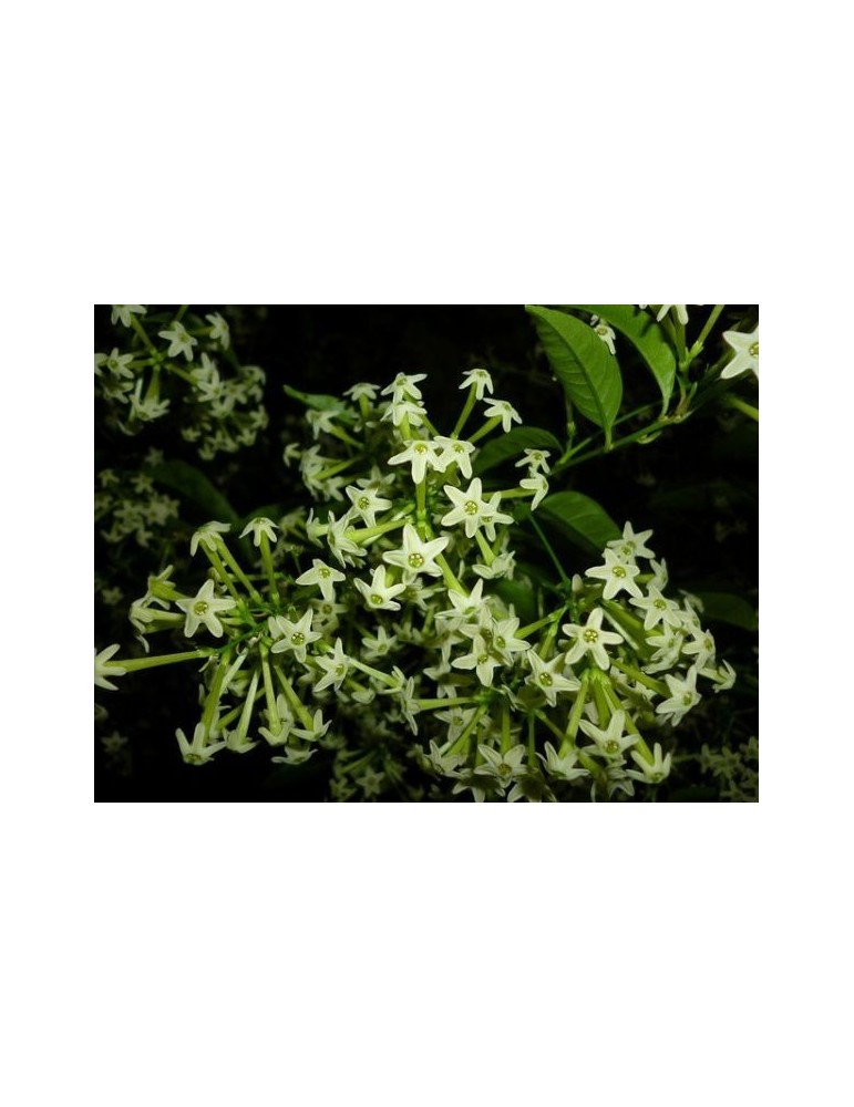 Dama de Noche.Cestrum Nocturnum.C-20