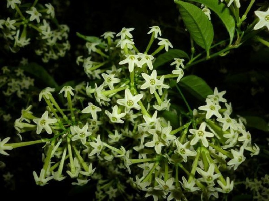 Dama de Noche.Cestrum Nocturnum.C-20