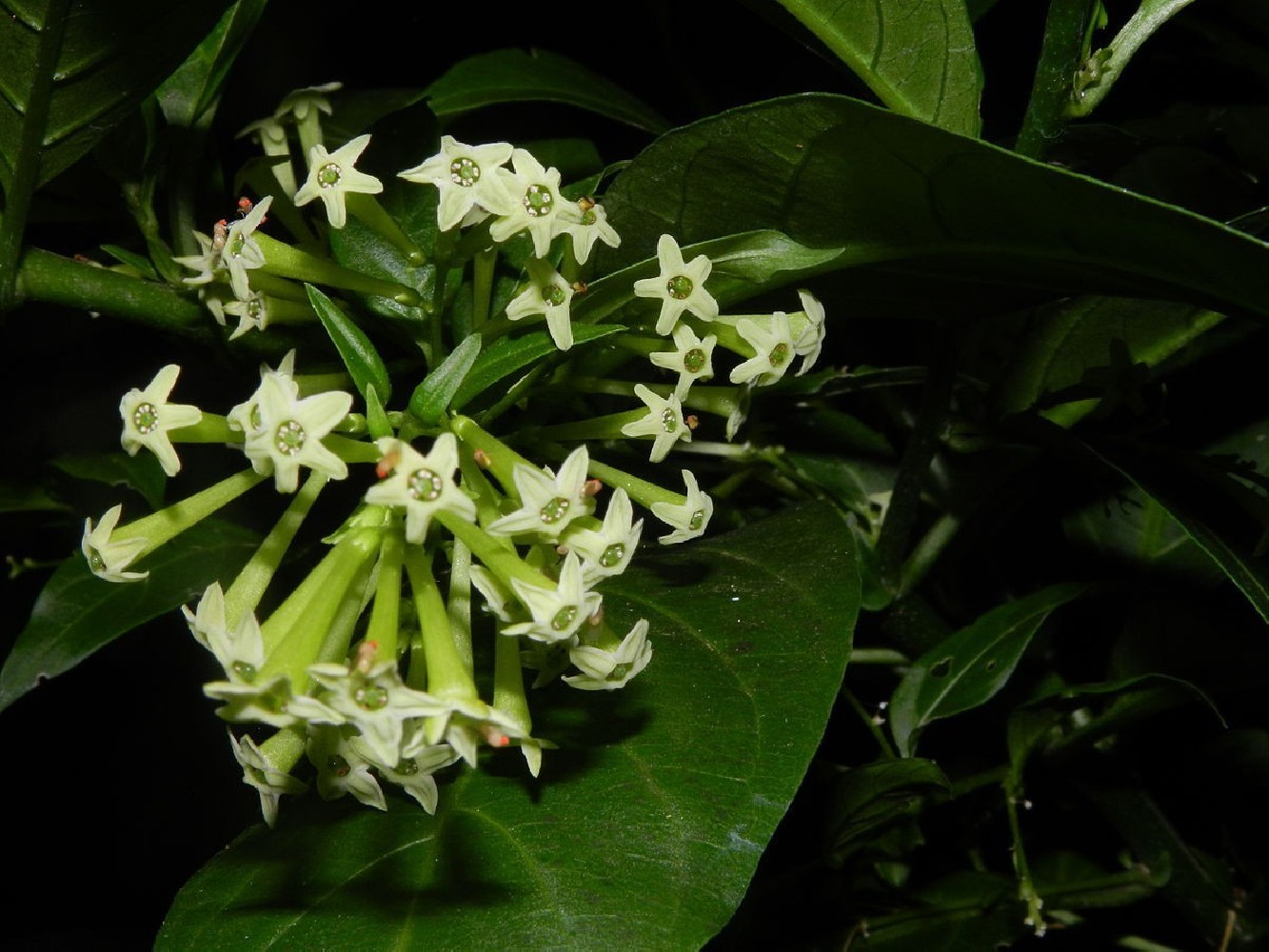 Dama de Noche.Cestrum Nocturnum.C-20