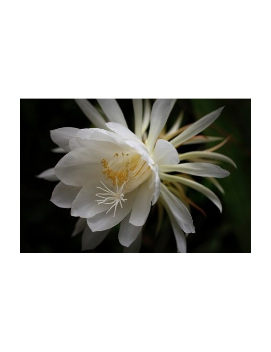 Dama de Noche.Cestrum Nocturnum.C-20