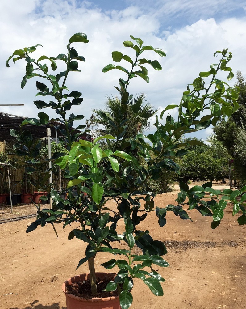 Lima Kaffir - Citrus Hystrix C-25