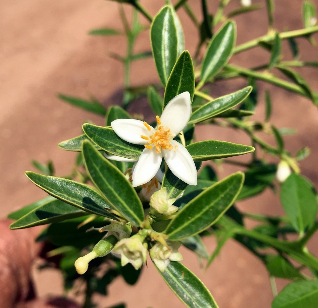 Limonero C. Caviar Faustrime C-25