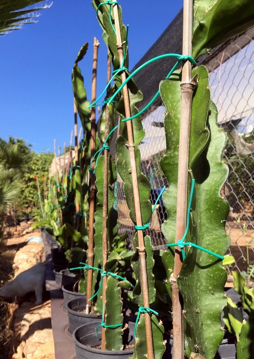 Pitaya.Pitahaya (Hylocereus undatus) C-14