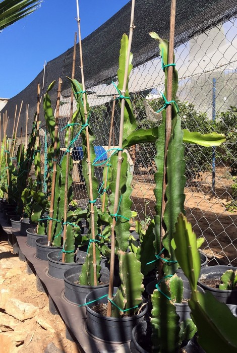 Pitaya.Pitahaya (Hylocereus undatus) C-14