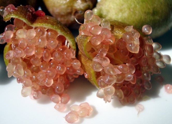 Limonero C. Caviar (Microcitrus australasica) 70/80 cms. a raiz. 2