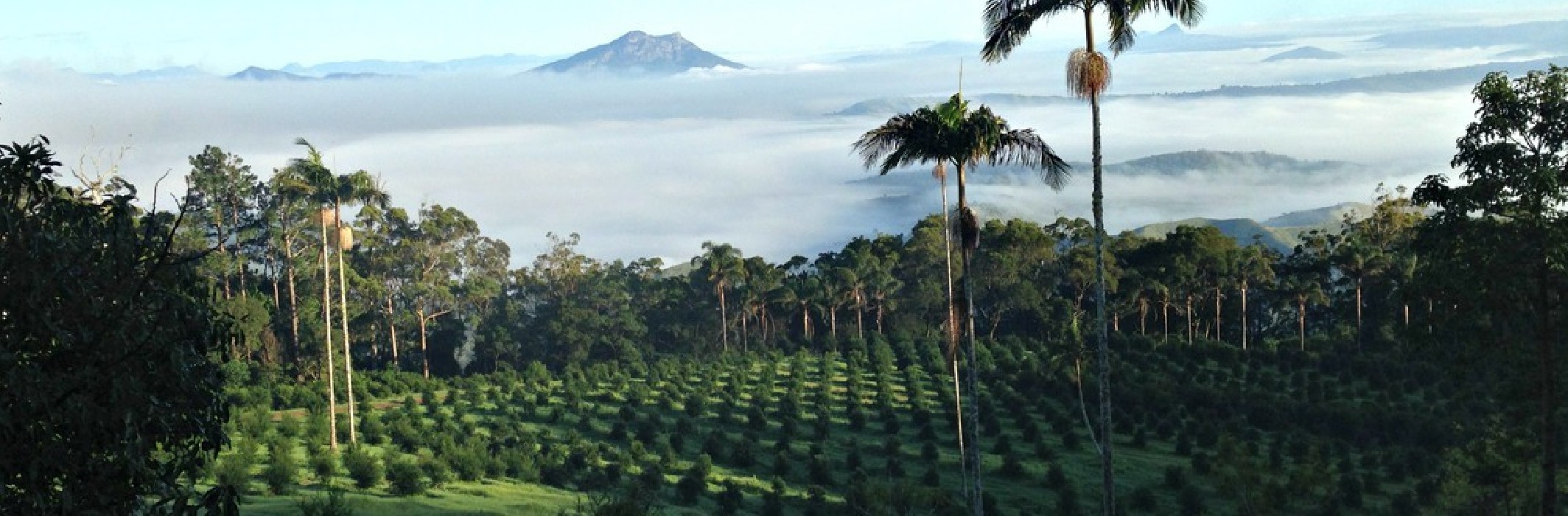 Limonero C. Caviar (Microcitrus australasica) 70/80 cms. a raiz.