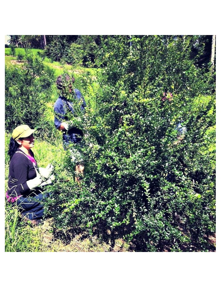 Limonero C. Caviar (Microcitrus australasica) 70/80 cms. a raiz.
