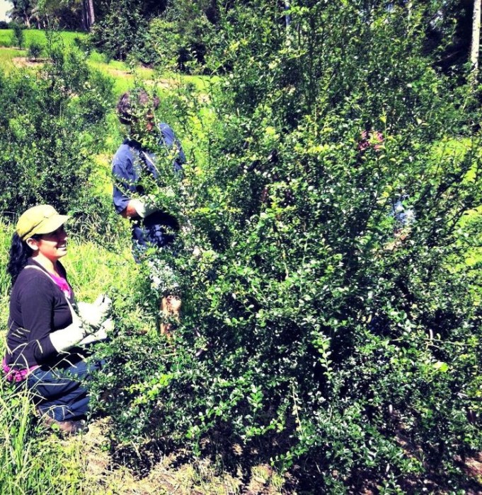 Limonero C. Caviar (Microcitrus australasica) 70/80 cms. a raiz.