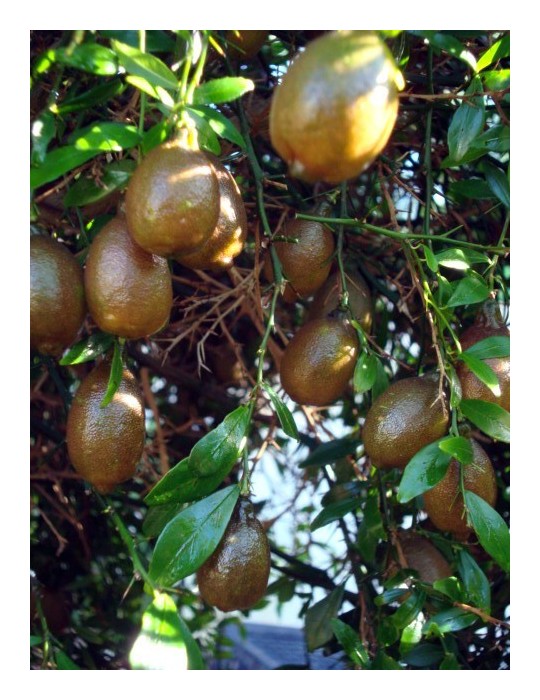 Limonero C. Caviar (Microcitrus australasica) 70/80 cms. a raiz.