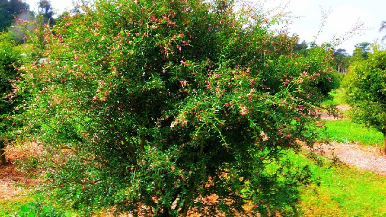 Limonero C. Caviar (Microcitrus australasica) 70/80 cms. a raiz.