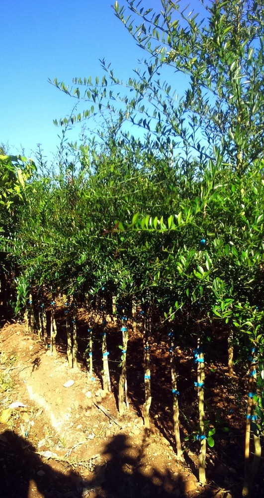 Limonero C. Caviar (Microcitrus australasica) 70/80 cms. a raiz.