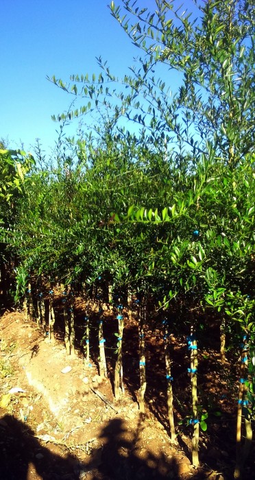 Limonero C. Caviar (Microcitrus australasica) 70/80 cms. a raiz.