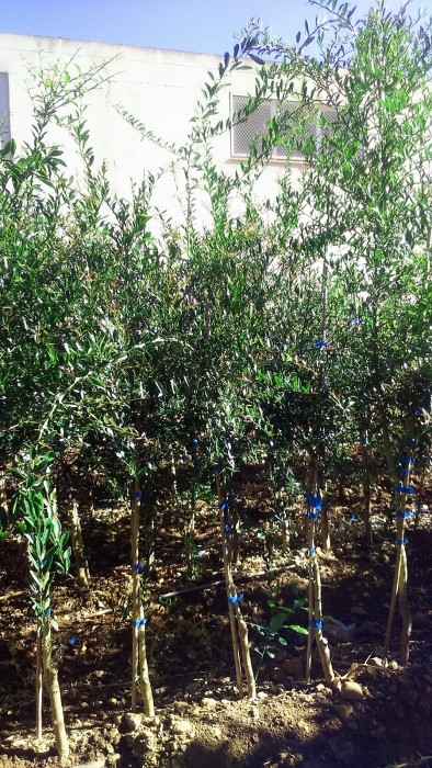 Limonero C. Caviar (Microcitrus australasica) 70/80 cms. a raiz.