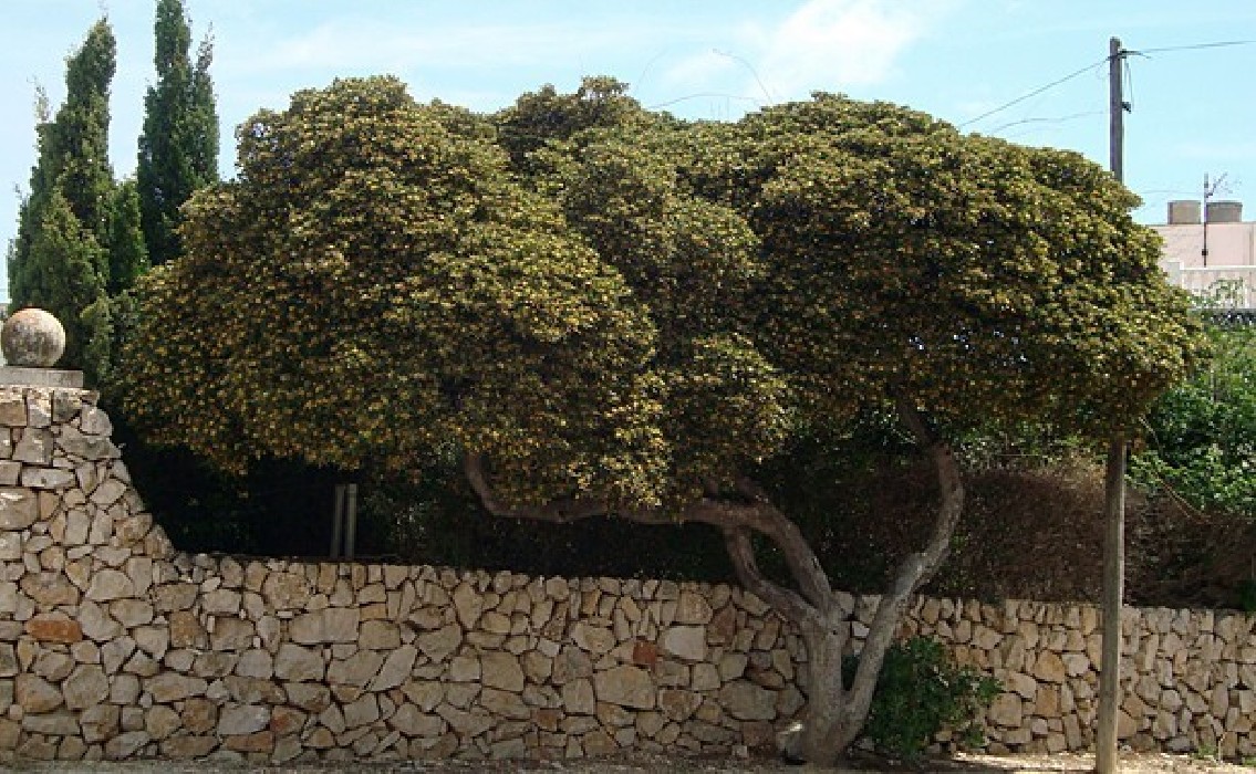 Pittosporum Tobira arbol
