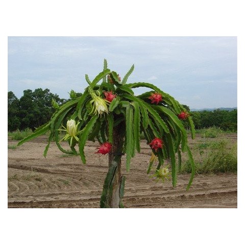 Pitaya.Pitahaya (Hylocereus undatus) C-10 2