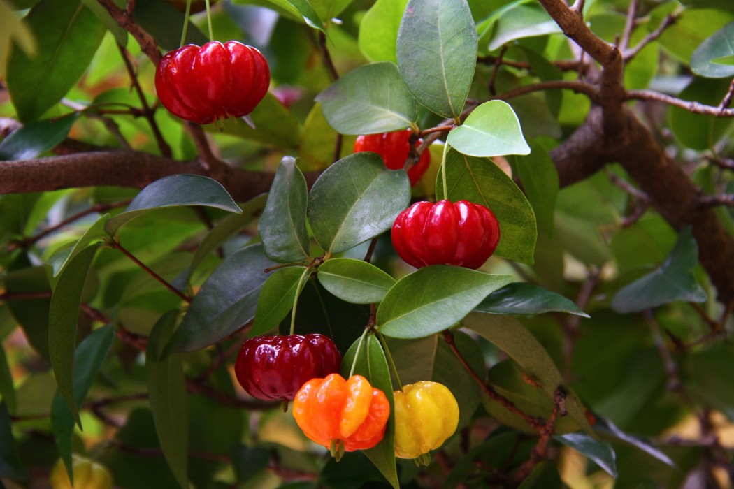 Pitanga.Cereza de Surinam. C-20