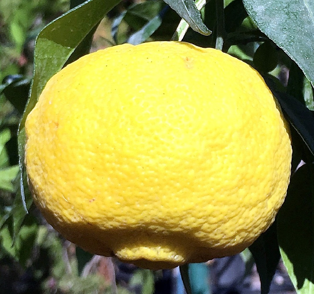 Limonero Yuzu (Citrus Junos) C-14