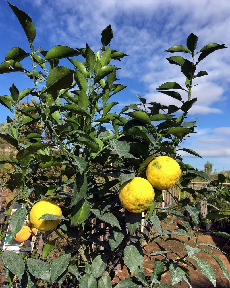 Limonero Yuzu (Citrus Junos) C-14