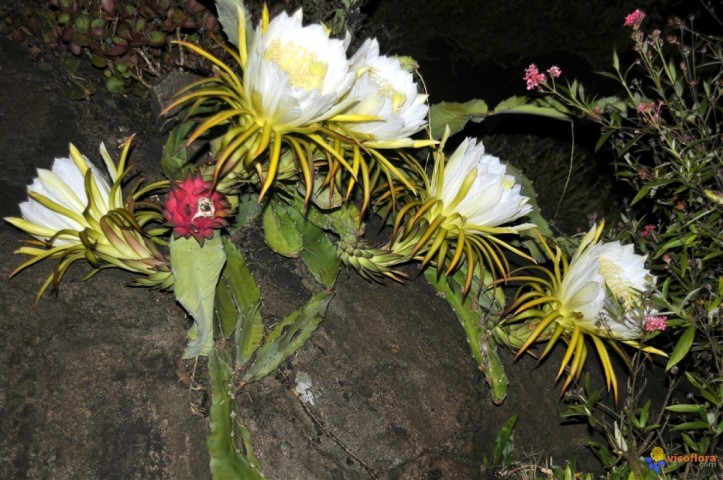 Pitaya.Pitahaya (Hylocereus undatus) C-14. 80/110 cms. 2