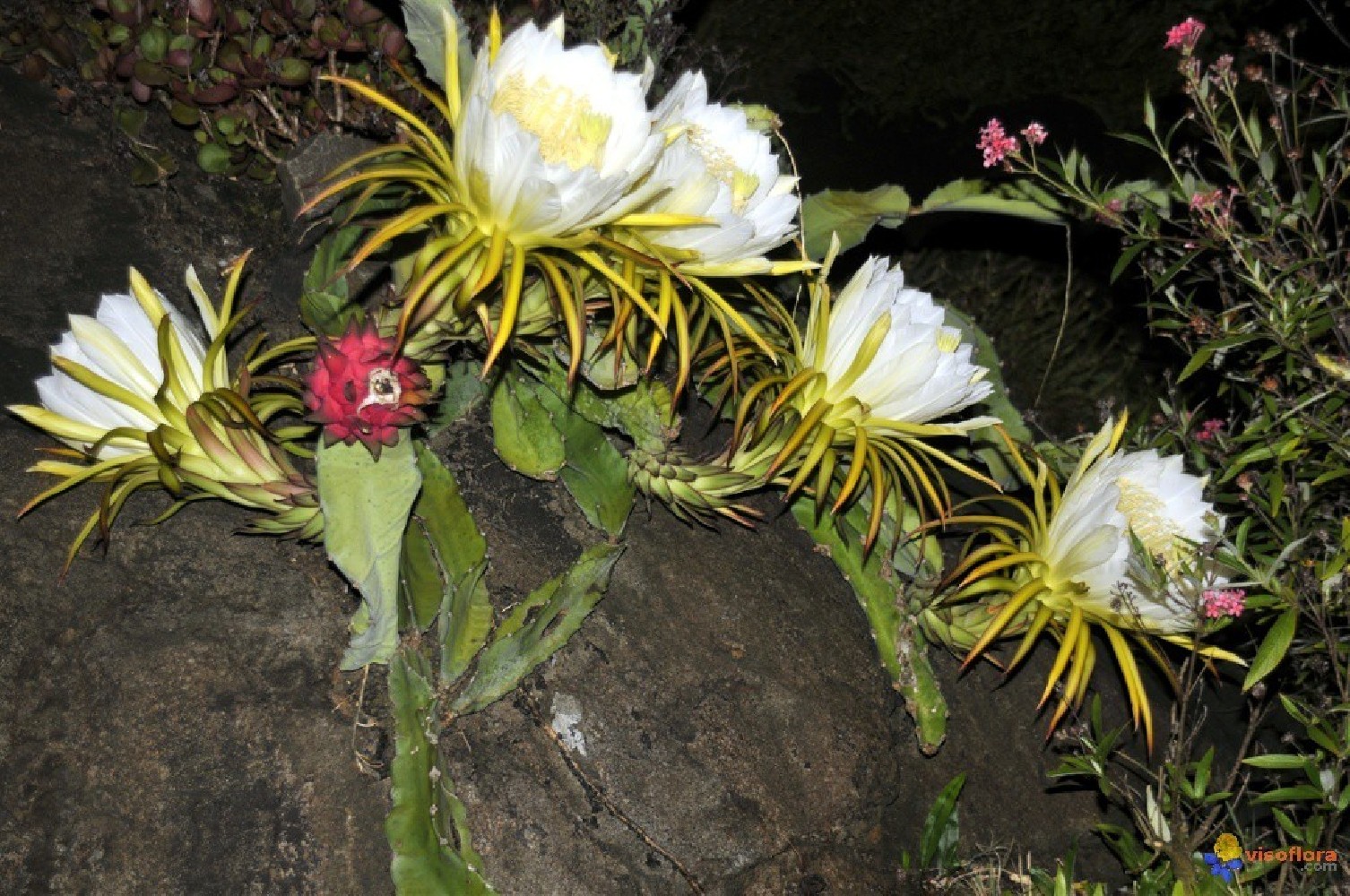 Pitaya.Pitahaya (Hylocereus undatus) C-14. 80/110 cms.