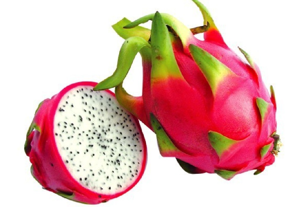 Pitaya.Pitahaya (Hylocereus undatus) C-14. 80/110 cms.