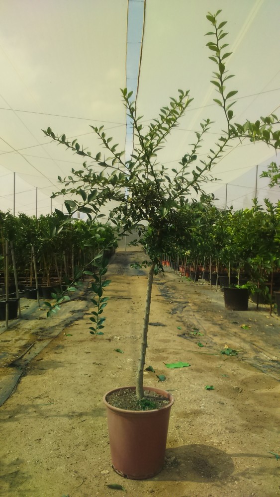 Limonero C. Caviar Faustrime C-25