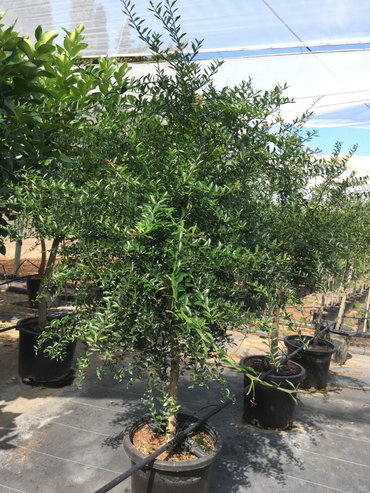 Limonero C. Caviar (Microcitrus australasica) C-30